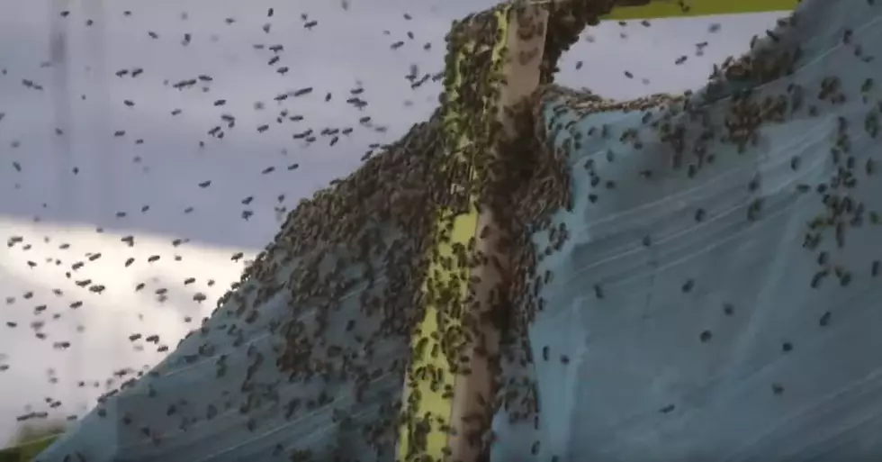 Buzzworthy: Truck Carrying 133 Million Bees Overturns Near Bozeman