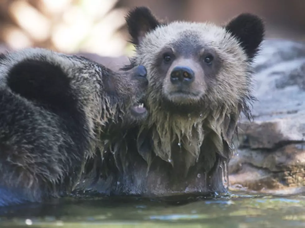 Cubs of Poached Mother Bear Euthanized Near Charlo