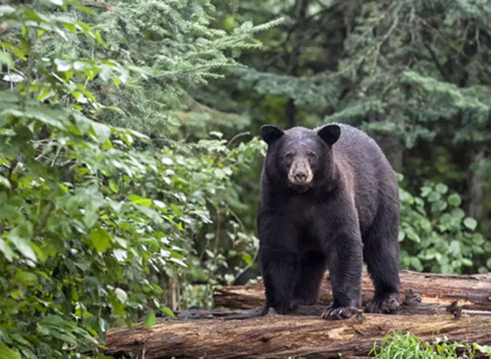 Why a Bear Was Hazed and Euthanized in Glacier Park This Week