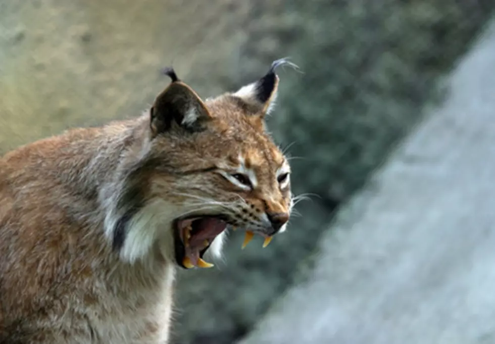 Missoula Anglers Catch Bobcat on Flathead Lake