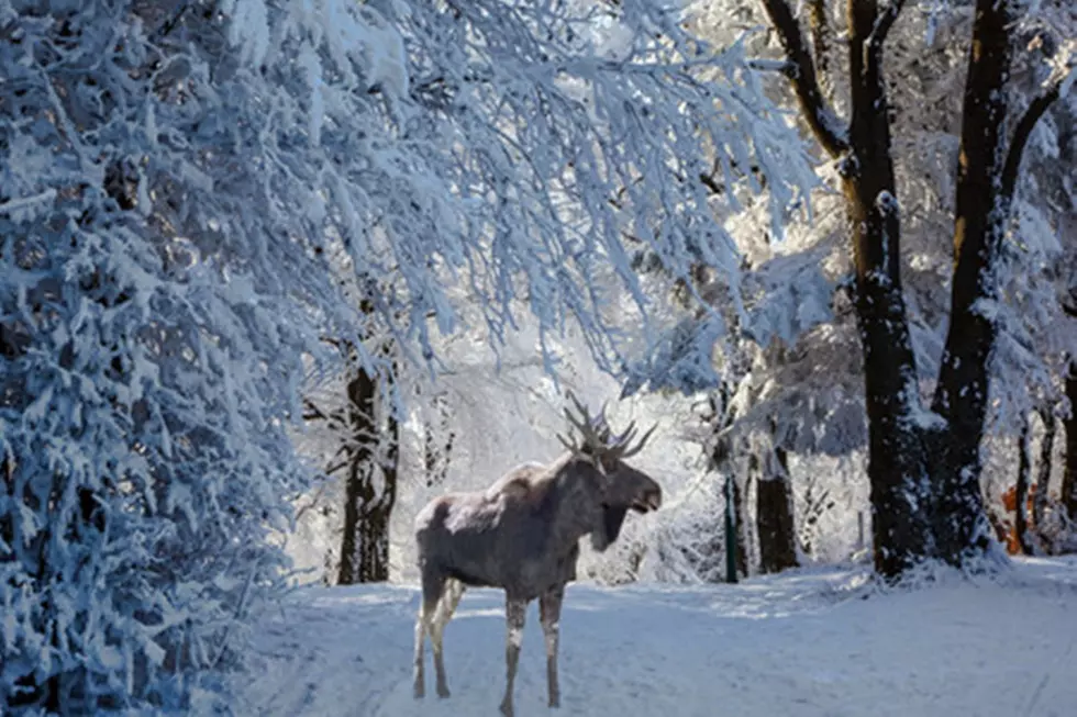 Montana Moose Shot and Left to Waste, Wild Elk Found With CWD