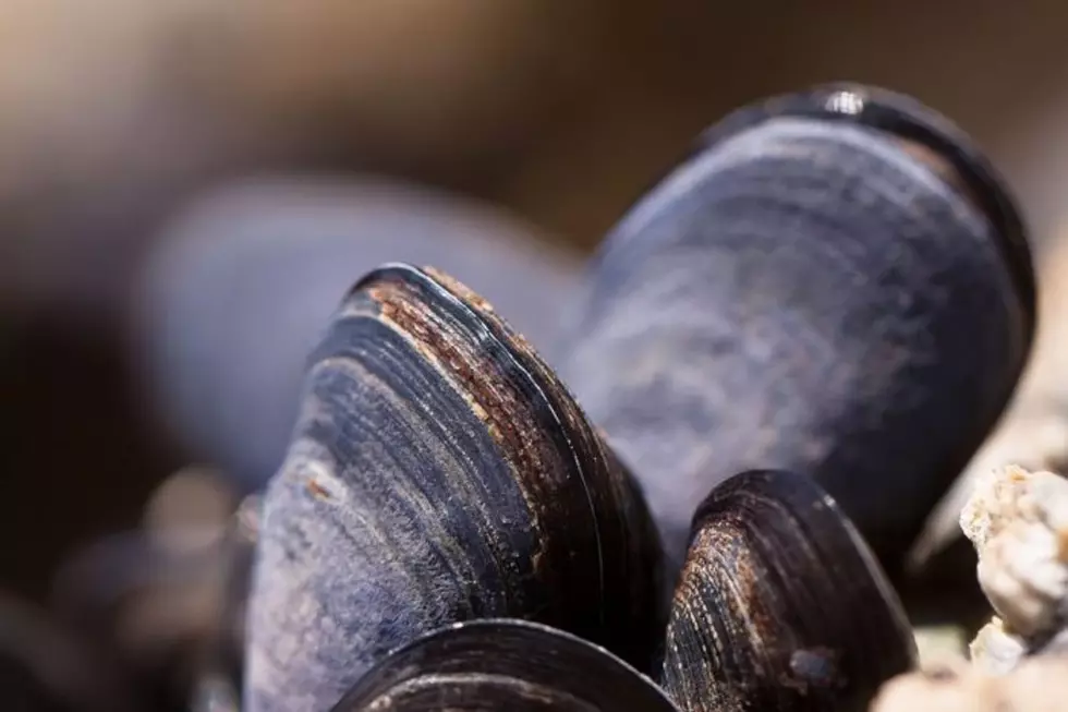 Early Season Invasive Mussels Already Found on Boat in Montana