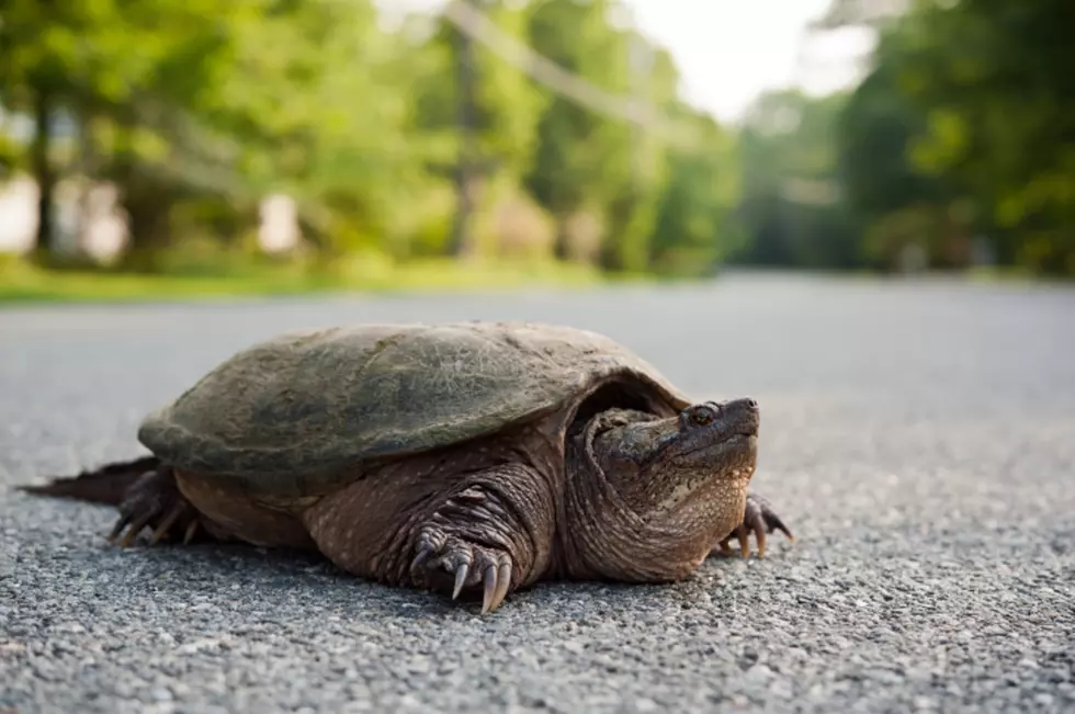 Be on Snapping Turtle Alert in Western Montana
