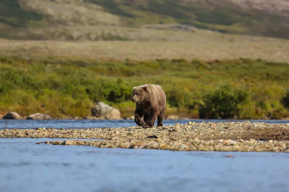 Here Bear, There Bear, Everywhere Relocations in Flathead Area