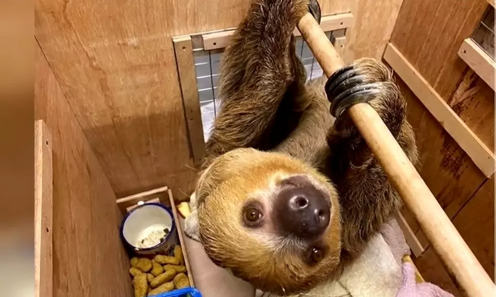 ZooMontana’s New Sloth Finally Has a Name
