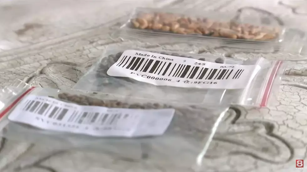 Montanans are Finding Mystery Seeds From China in Their Mailboxes