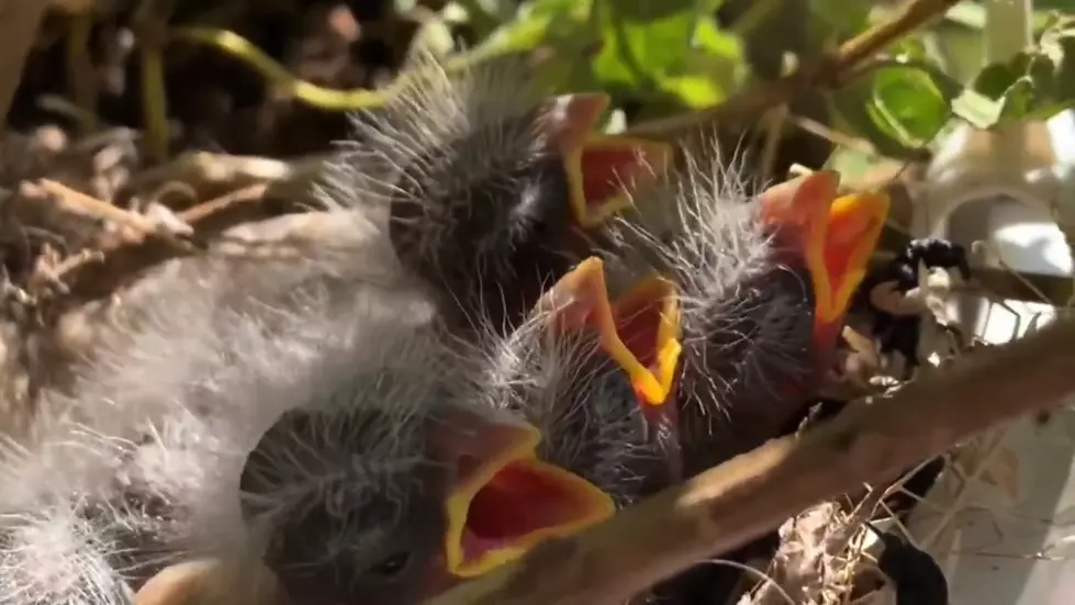 Baby Birds Have Taken Over My Hanging Flower Basket