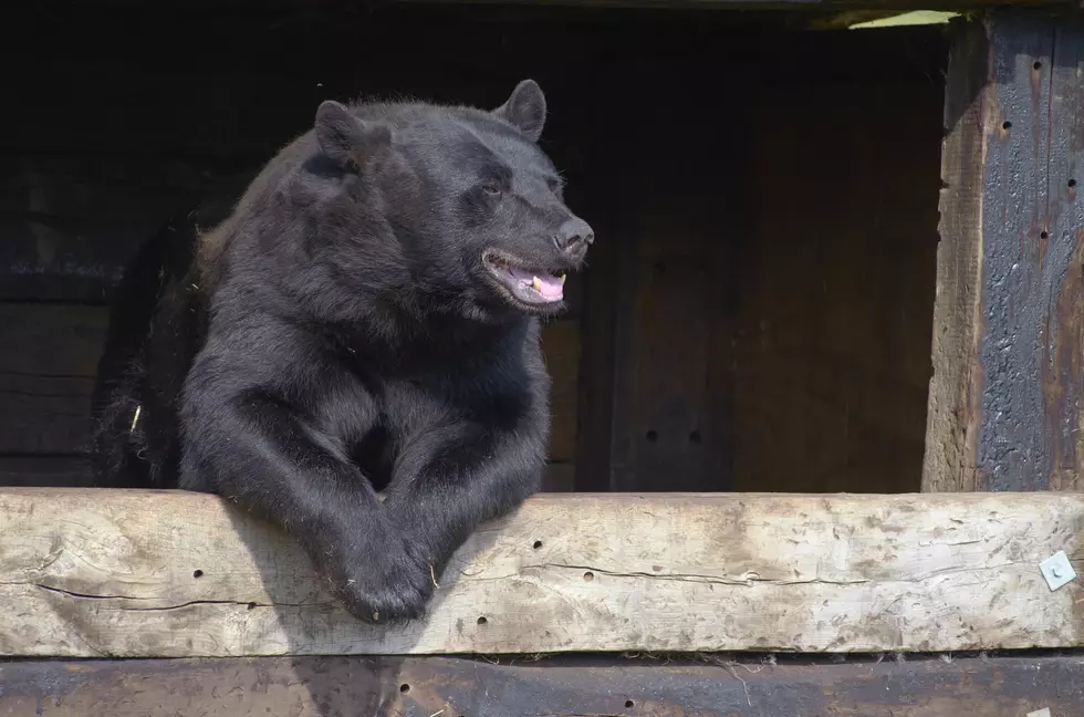 Three Black Bears Visit a Montana Home