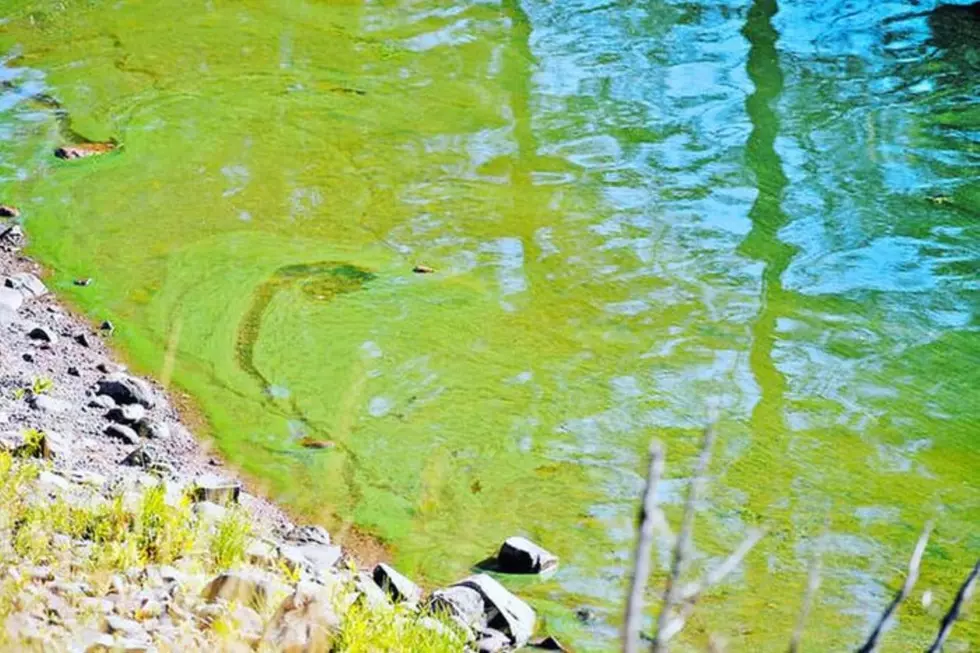 Toxic Algae Bloom Detected on Salmon Lake Causing Concern