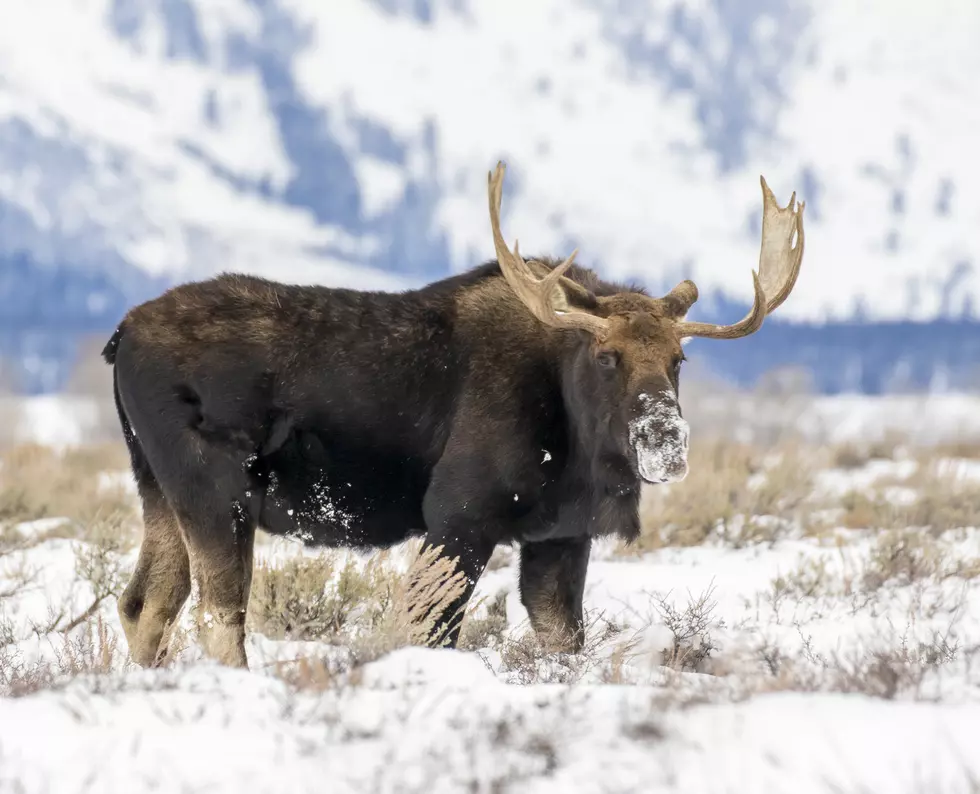 Moose Aims to Be in Next Soccer World Cup