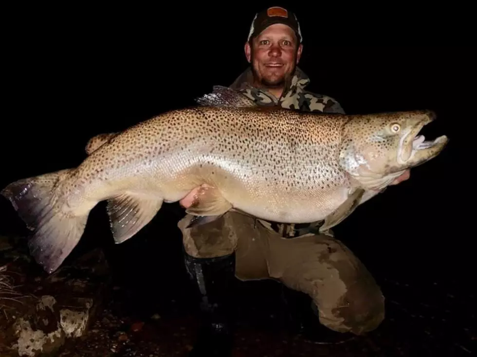 Enormous Brown Trout is New Montana State Record