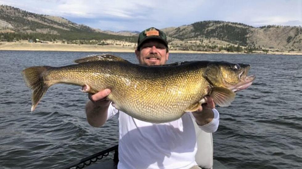 Enormous Walleye Caught This Week is New Montana State Record