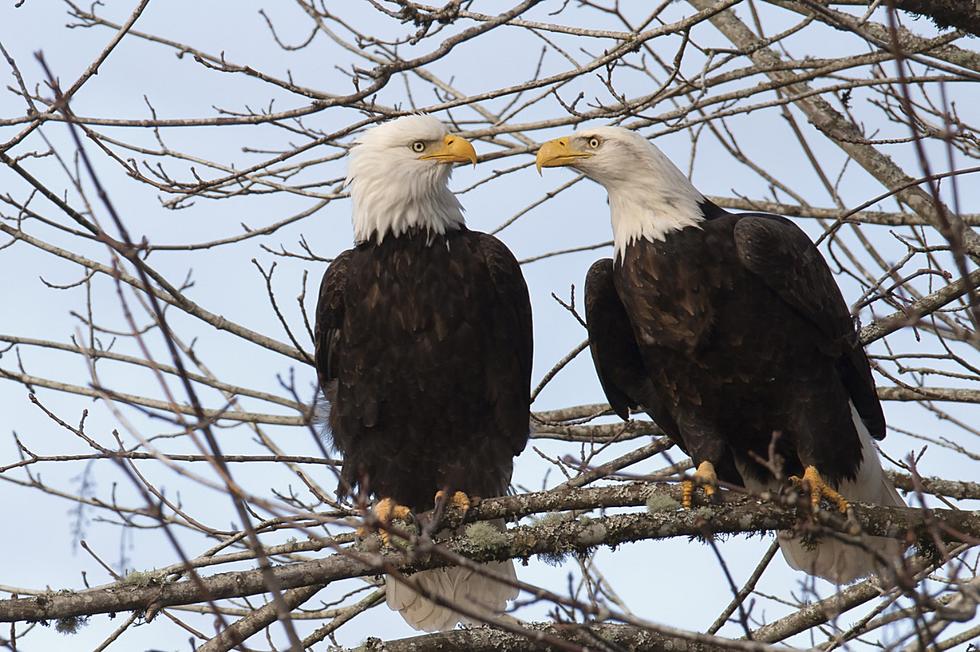Two Montana Bald Eagles Electrocuted
