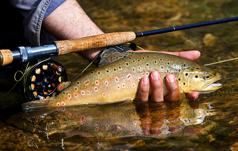 Could Montana Brown Trout Have a Meth Problem?