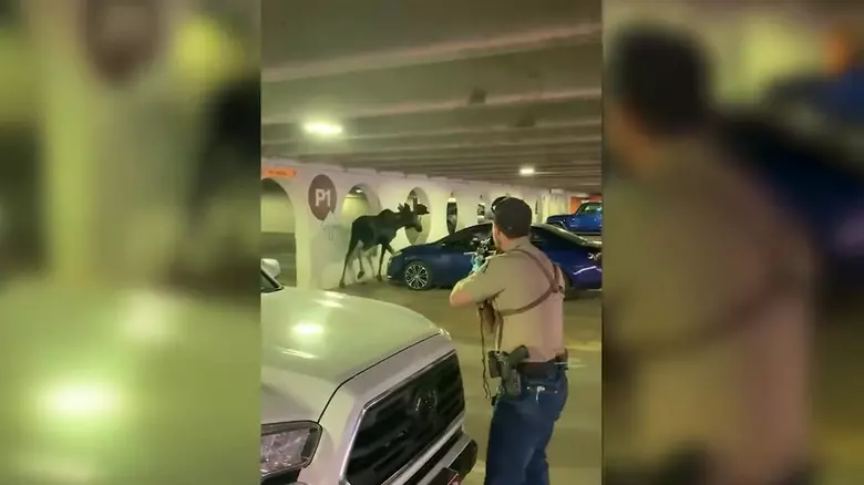 Watch: Moose Gets Tranquilized and Removed From Parking Garage