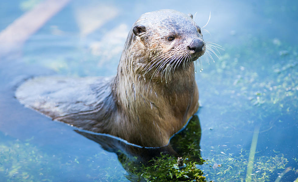 Butte Boy Attacked by Otter on a Montana River