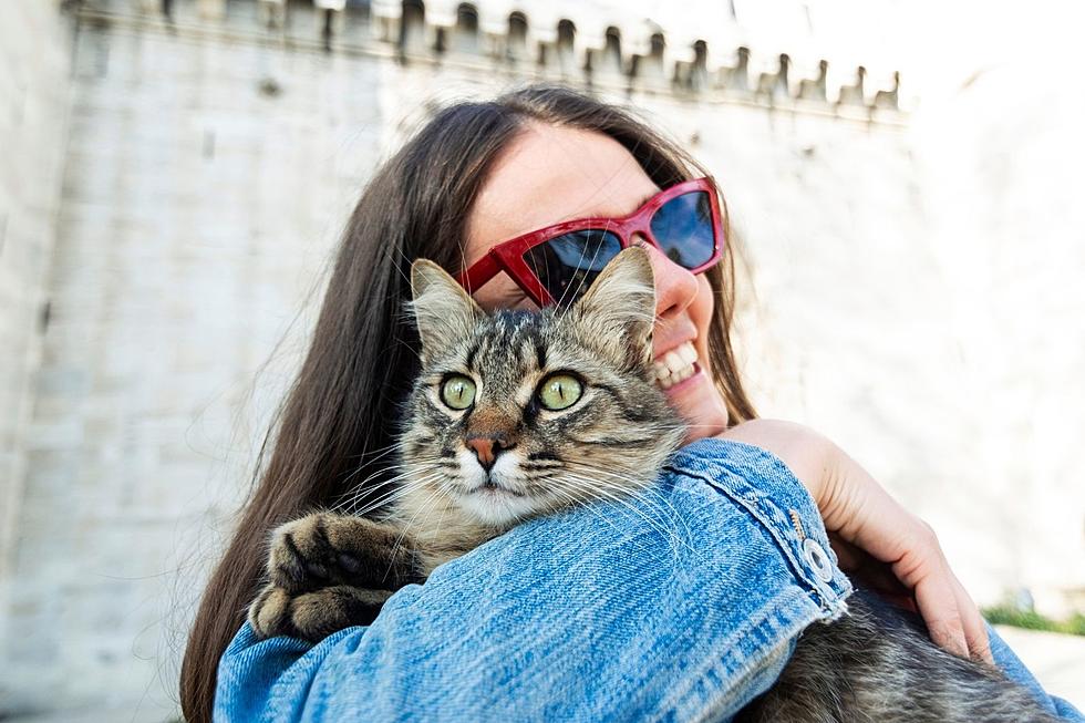 Another Day, Another Crazy Cat Story in Missoula