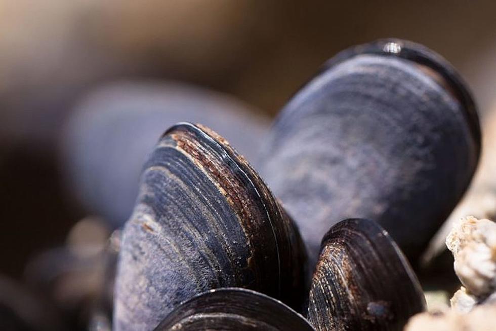 Aquatic Invasive Mussels Coming Into Montana are Even Creepier