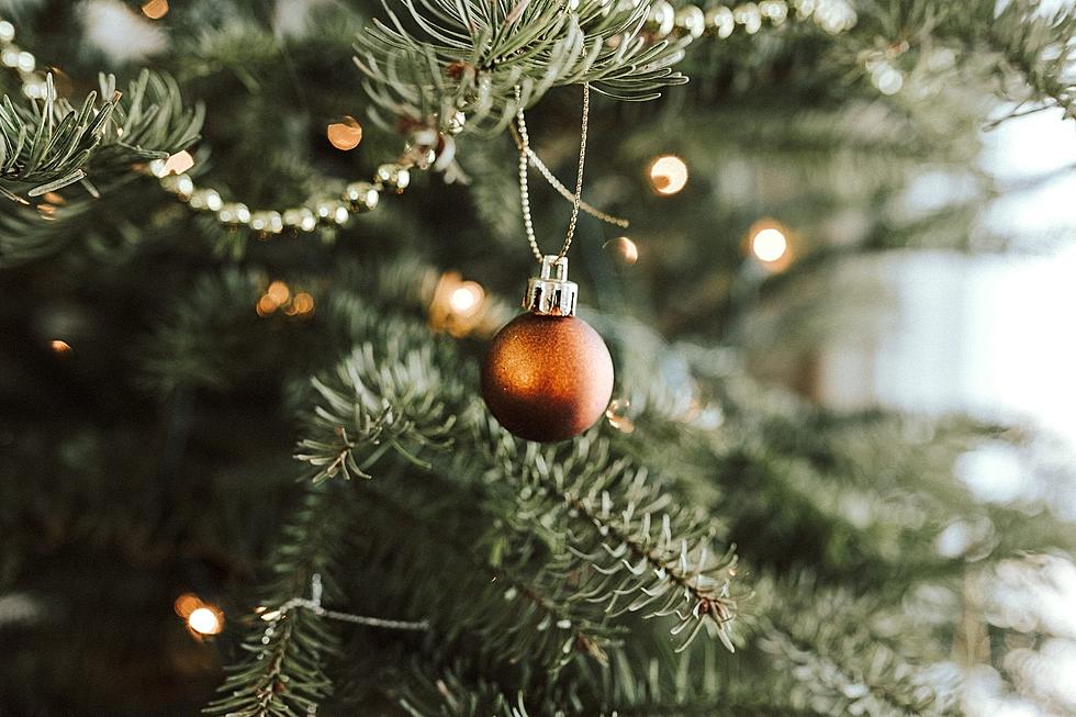 Things to Remember That Will Keep Your Christmas Tree Fresh