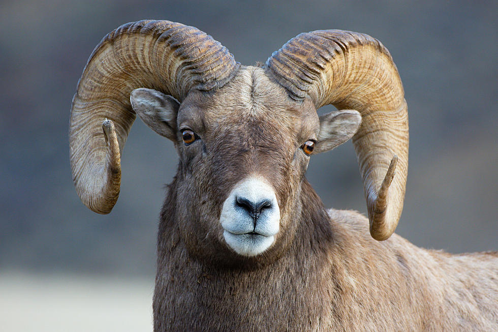 Montana Game Warden Saves Entangled Bighorn Sheep Nearing Death