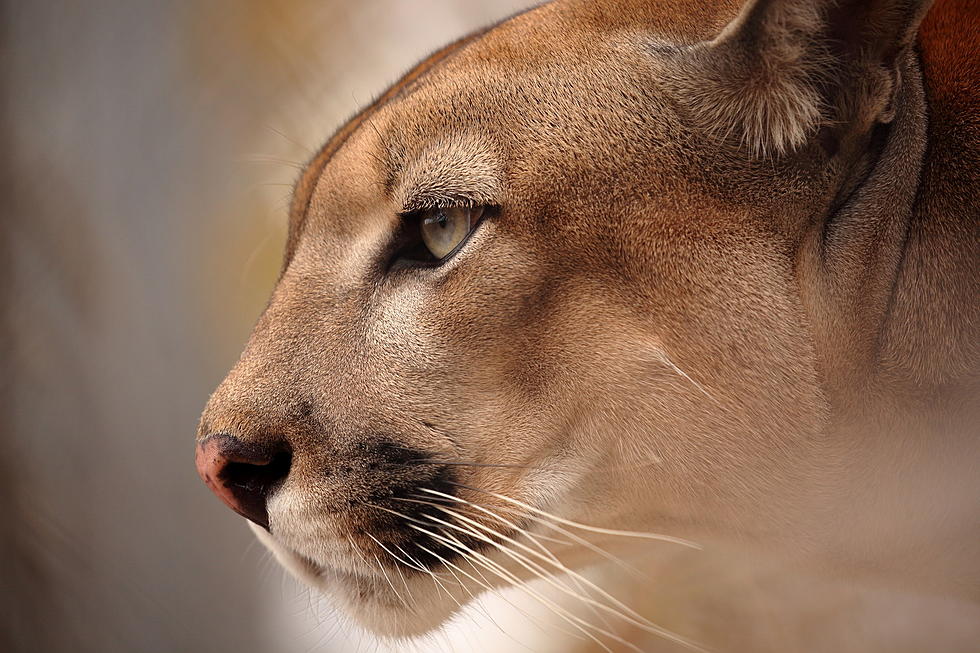 Mountain Lions “Lethally Removed” From a Flathead Lake Island