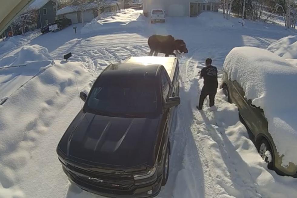 WATCH: Man Charged by a Moose As He Tries to Check the Mail