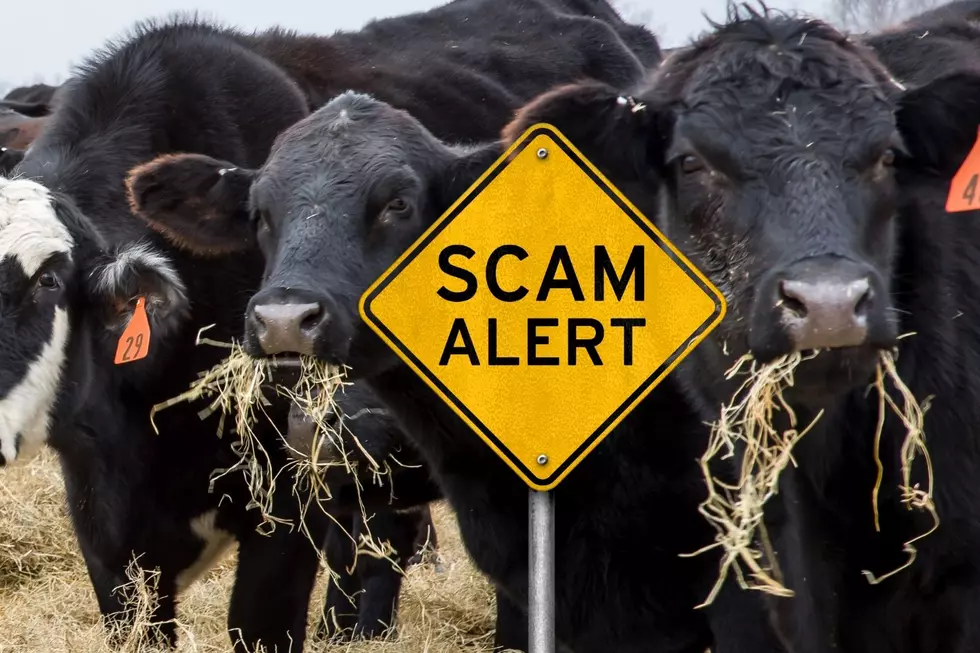 Montana Ranchers Have Lost $5 Million to Feed Company Scam