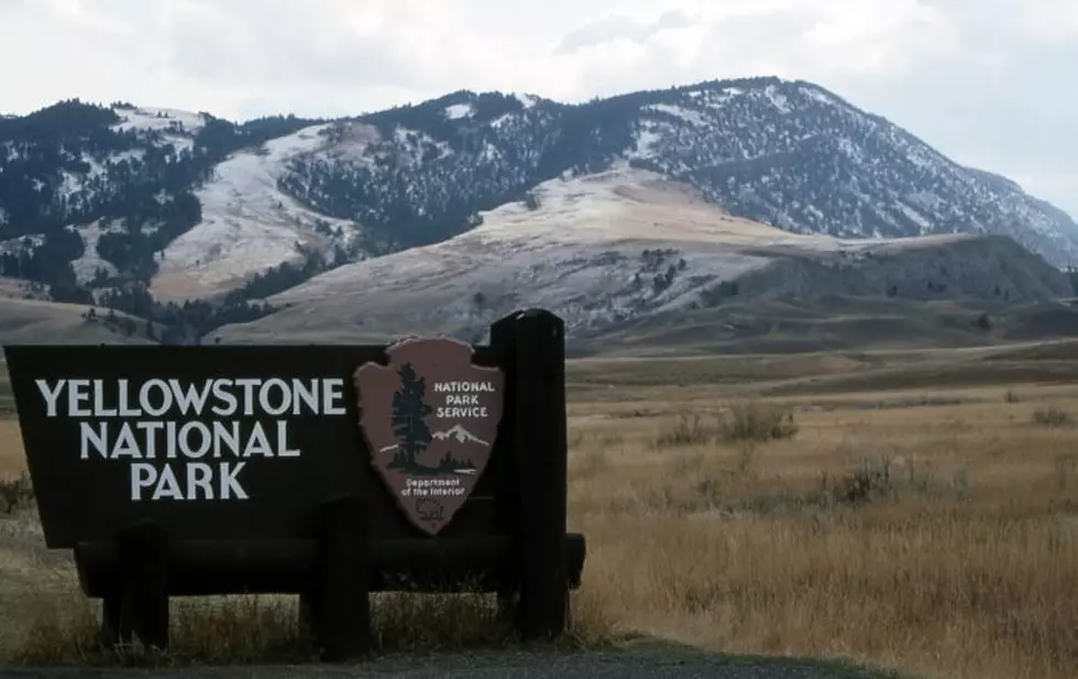 Yellowstone National Park Issues Elk Mama, Entrance Advisories