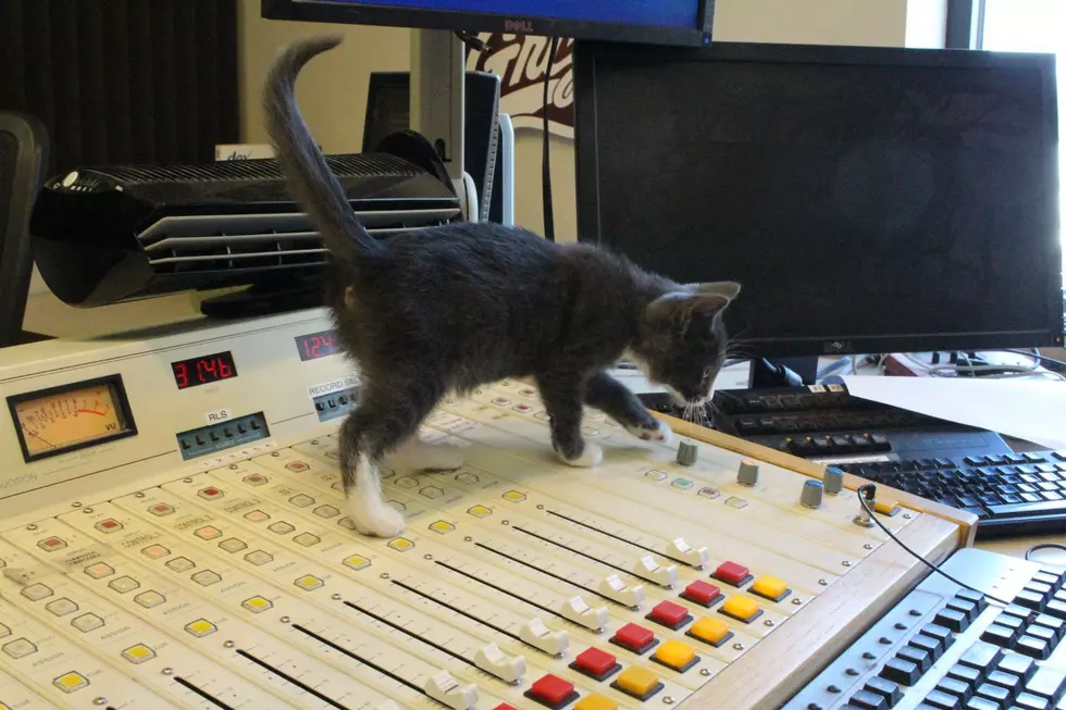 Adorable Missoula Kittens Convene for Take Me Home Tuesday