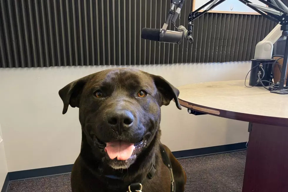 Wren Wants to Know When His New Family Will Take Him Home