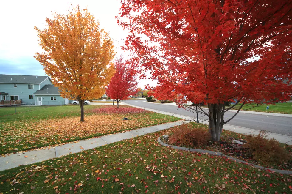 Don&#8217;t Freak Out About Fall, Leaf the Montana Raking Until Later