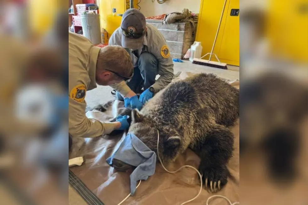 Biologists Capture Two Grizzlies in the Bitterroot Valley
