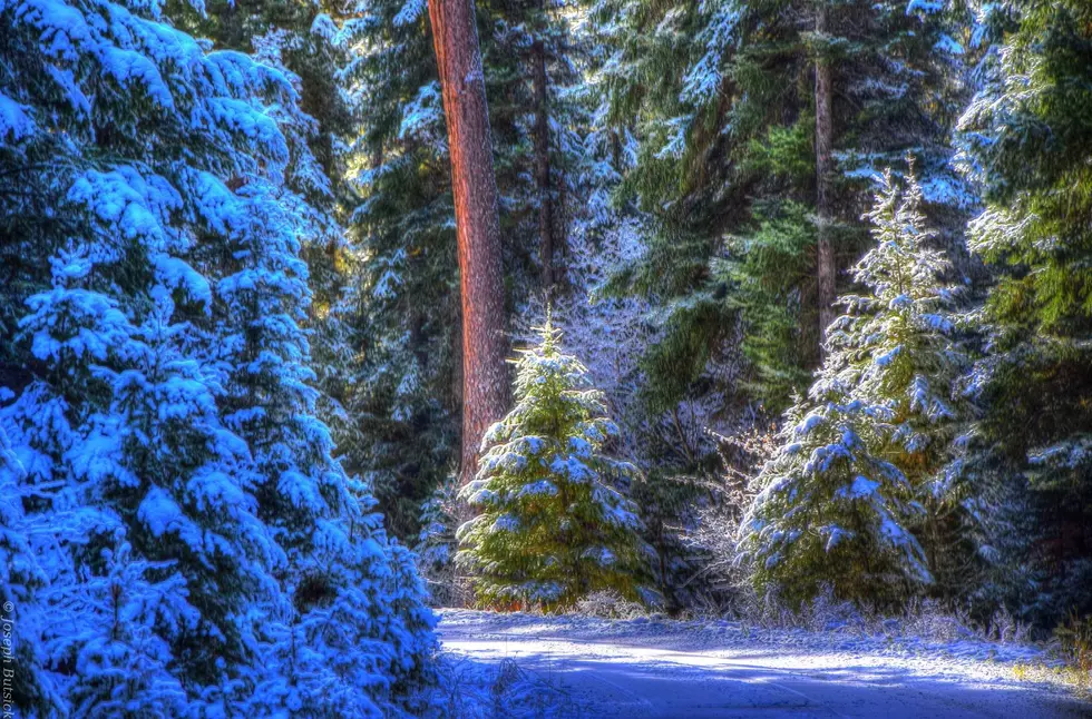 Safely Hunting for Your Christmas Trees the Montana Way