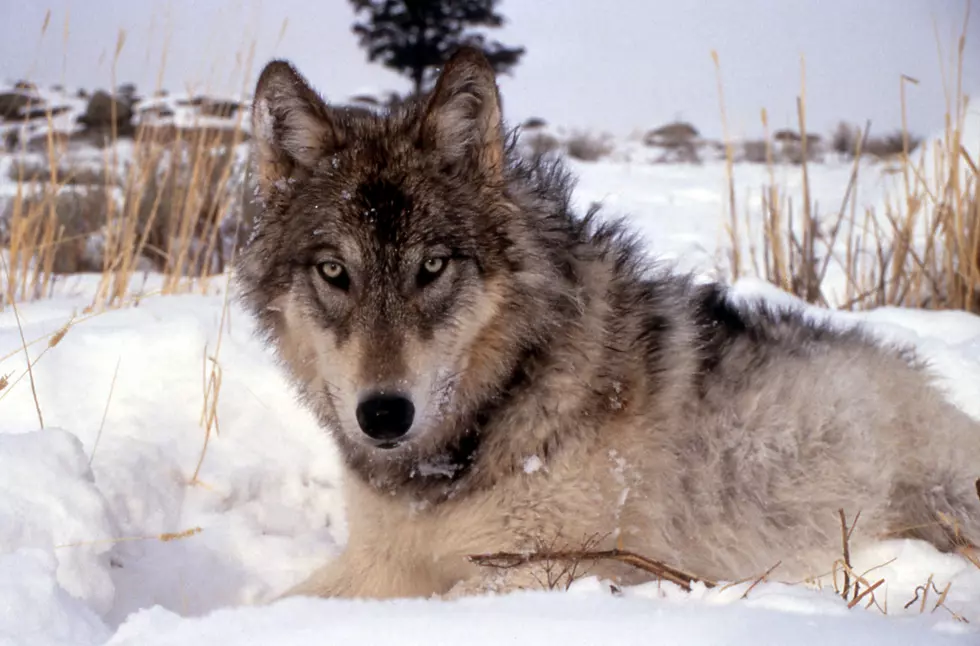 Judge Clears Way for More Montana Wolf Hunting 