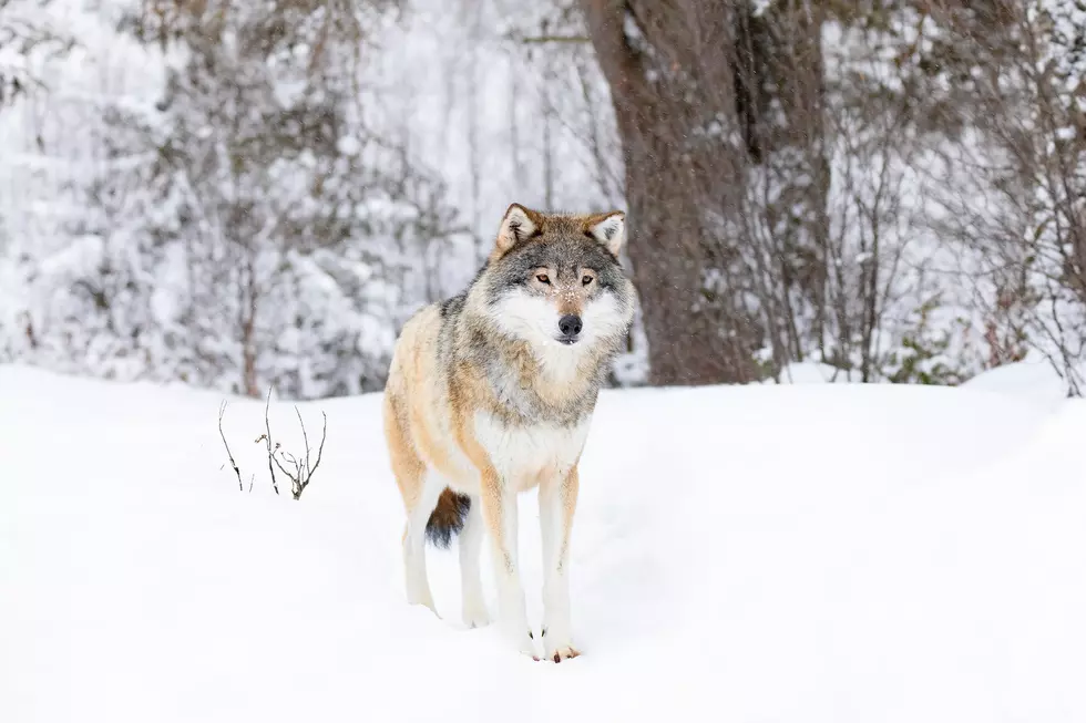 New Restrictions Cause Howling Over Montana Wolf Hunting Regs