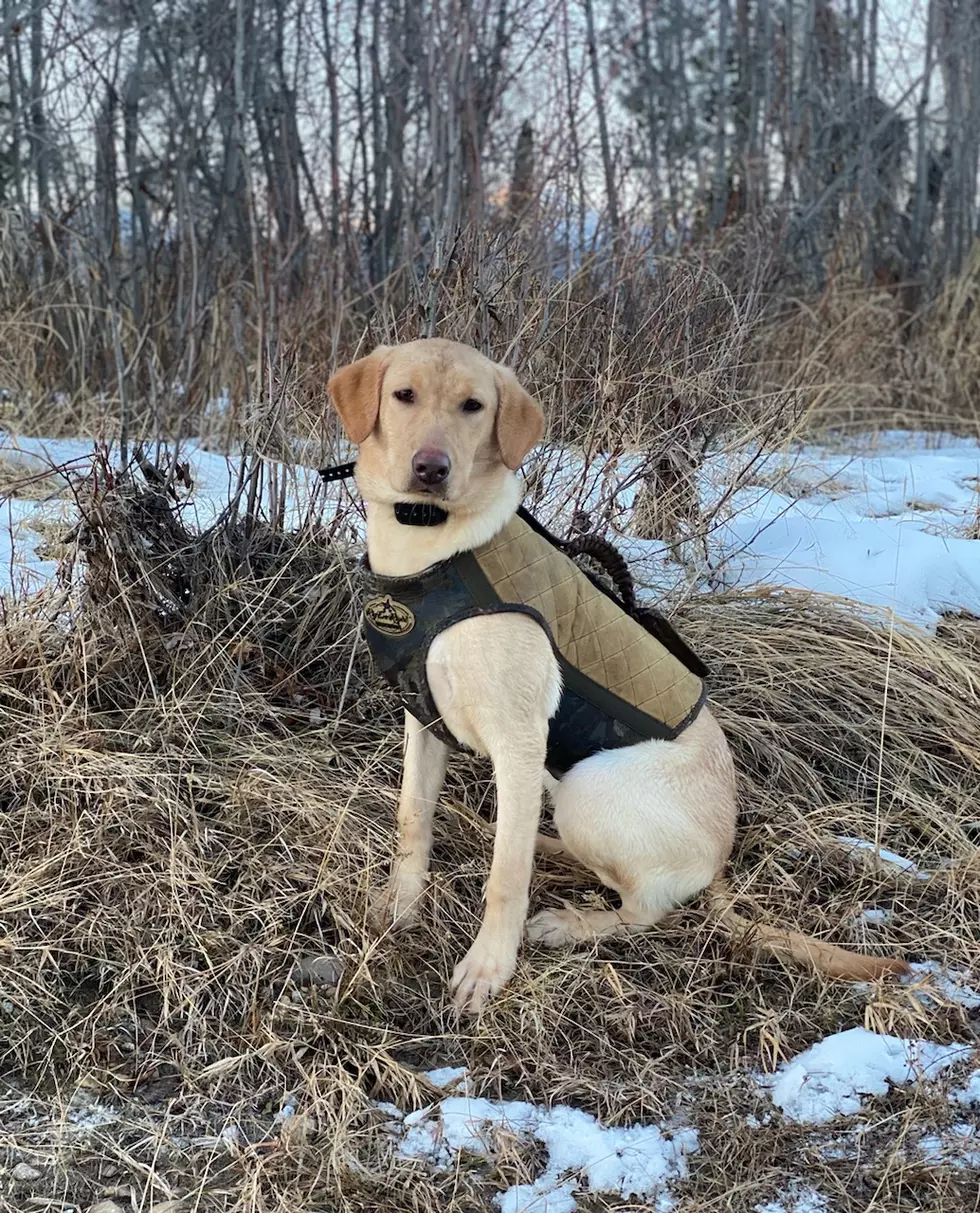 If You&#8217;ve Ever Wanted to try Montana Waterfowl Hunting, Here&#8217;s Your Chance