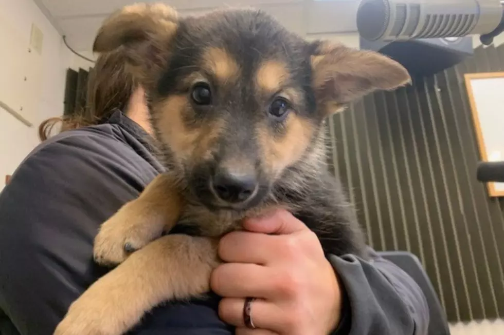 2023 can ‘Blossom” with latest pup from Humane Society of Western Montana