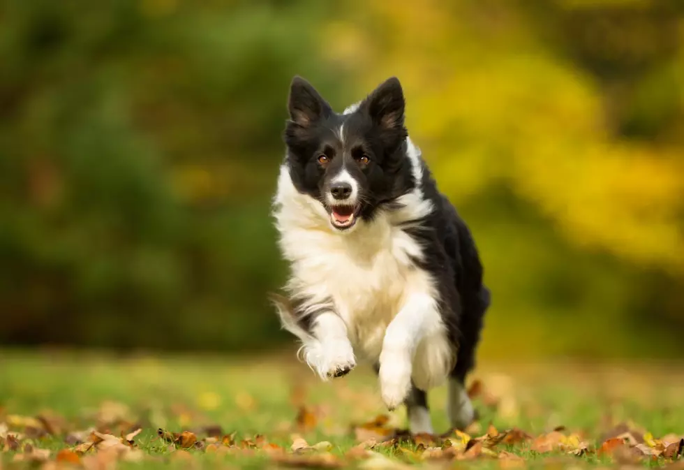 Adorable Montana Dog Runner-up in National Dog of Year Contest