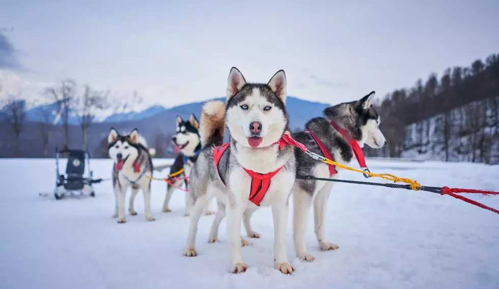 Eight Montanans Competing in Major Sled Dog Challenge Event