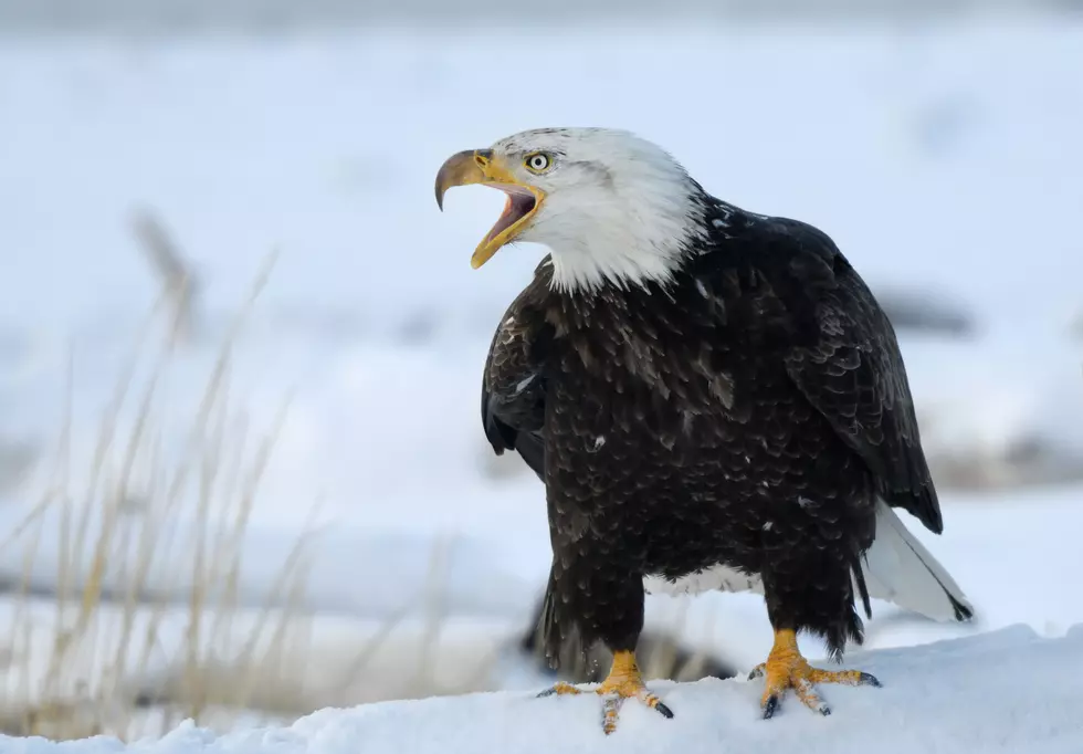Dozens of Ravenous Bald Eagles are Flocking to a Montana Dump