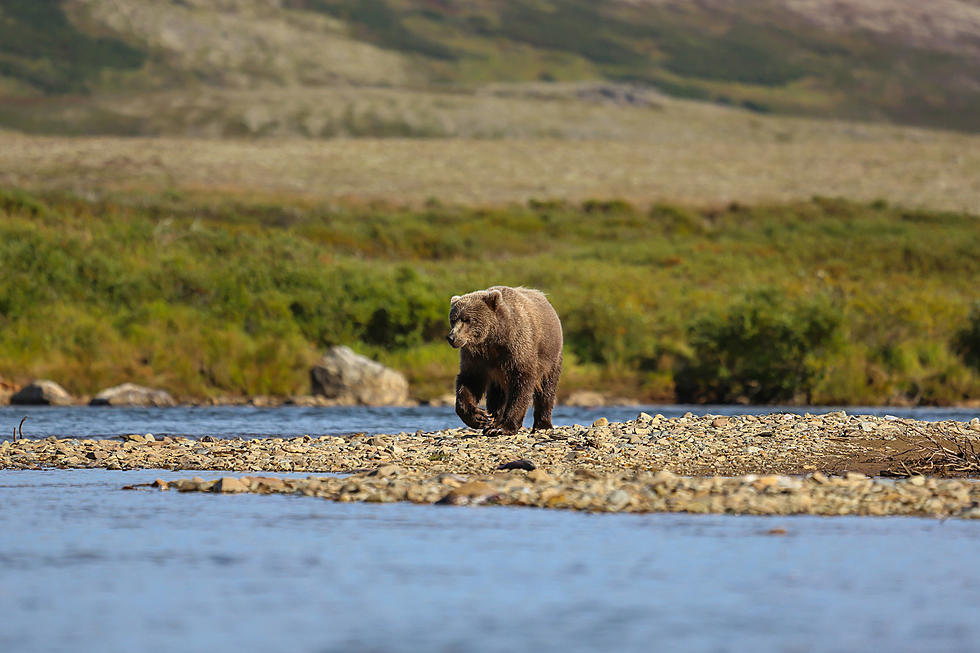 FWP Already Finding Grizzly Bear Tracks in Western Montana