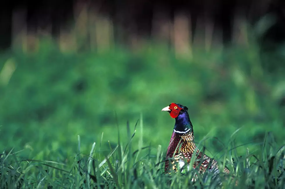 Get Tickets Soon! Hundreds Flock to Missoula Pheasants Forever Banquet