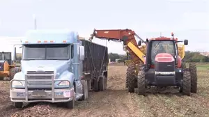 Devastating Closure is a Sour Strain on Montana’s Sugar Beet...