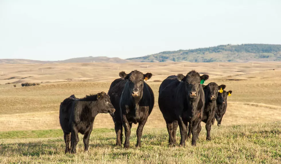 New Report: Montana Not Spared From Decline in U.S. Cow Herds
