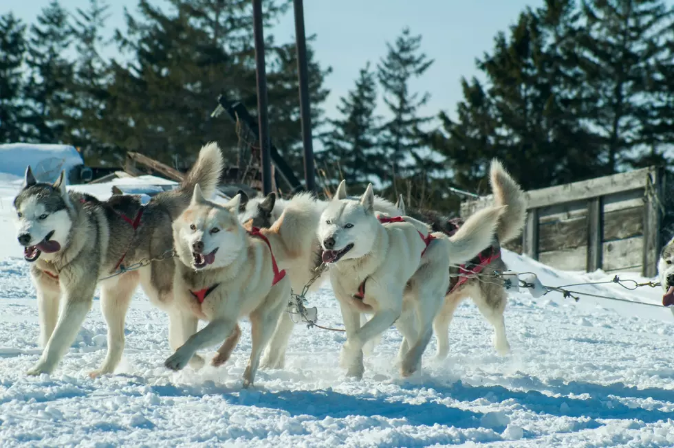 Lincoln Woman Wins Race to Sky 100 Sled Dog Contest