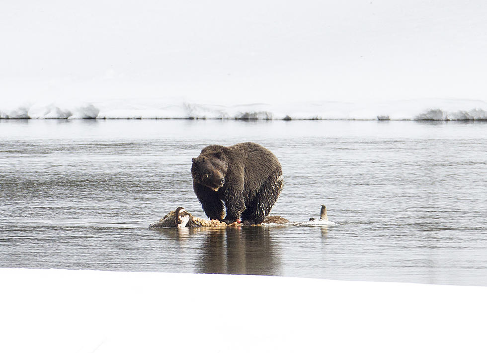 Grizzlies call spring; Time for Montana to Be Bear Aware