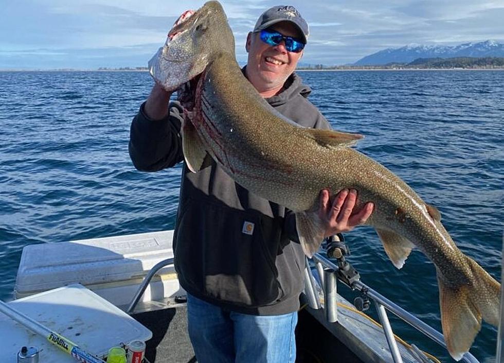 Gigantic Lake Trout Landed During Flathead Lake Tournament