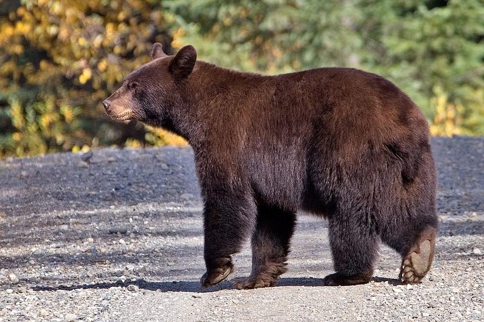 Don't Let This Missoula Problem Bear Get in Your House