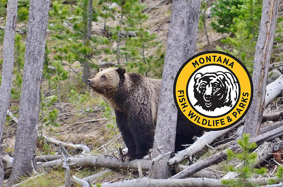 Montana Game Wardens Need Your Help Finding Grizzly Killer