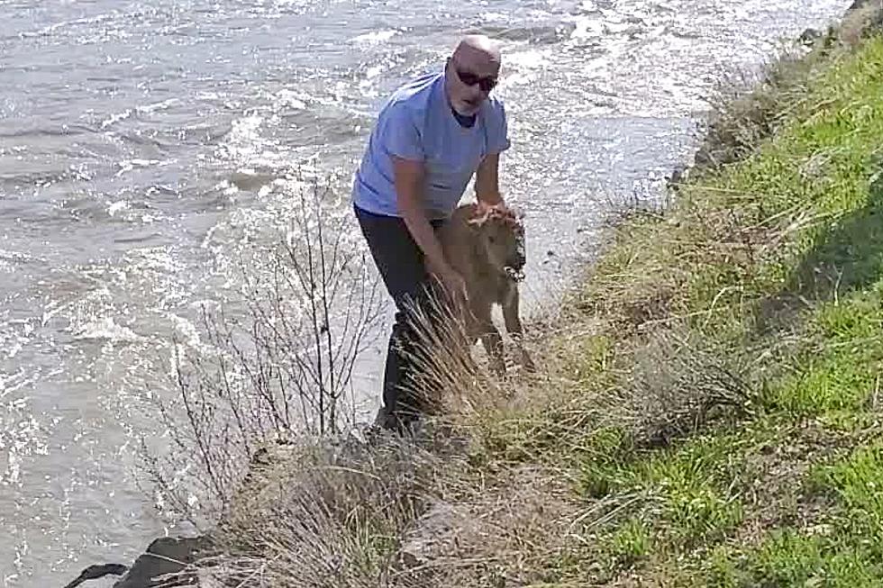 Bison Calf Put Down After Yellowstone Tourist Decides to Carry It